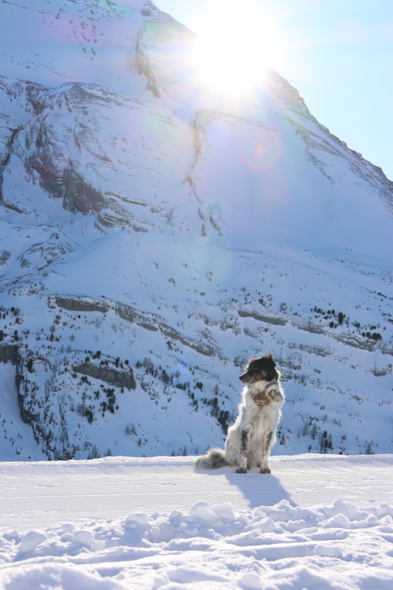 The Domino Effect: why my dog needs trust instead of treats