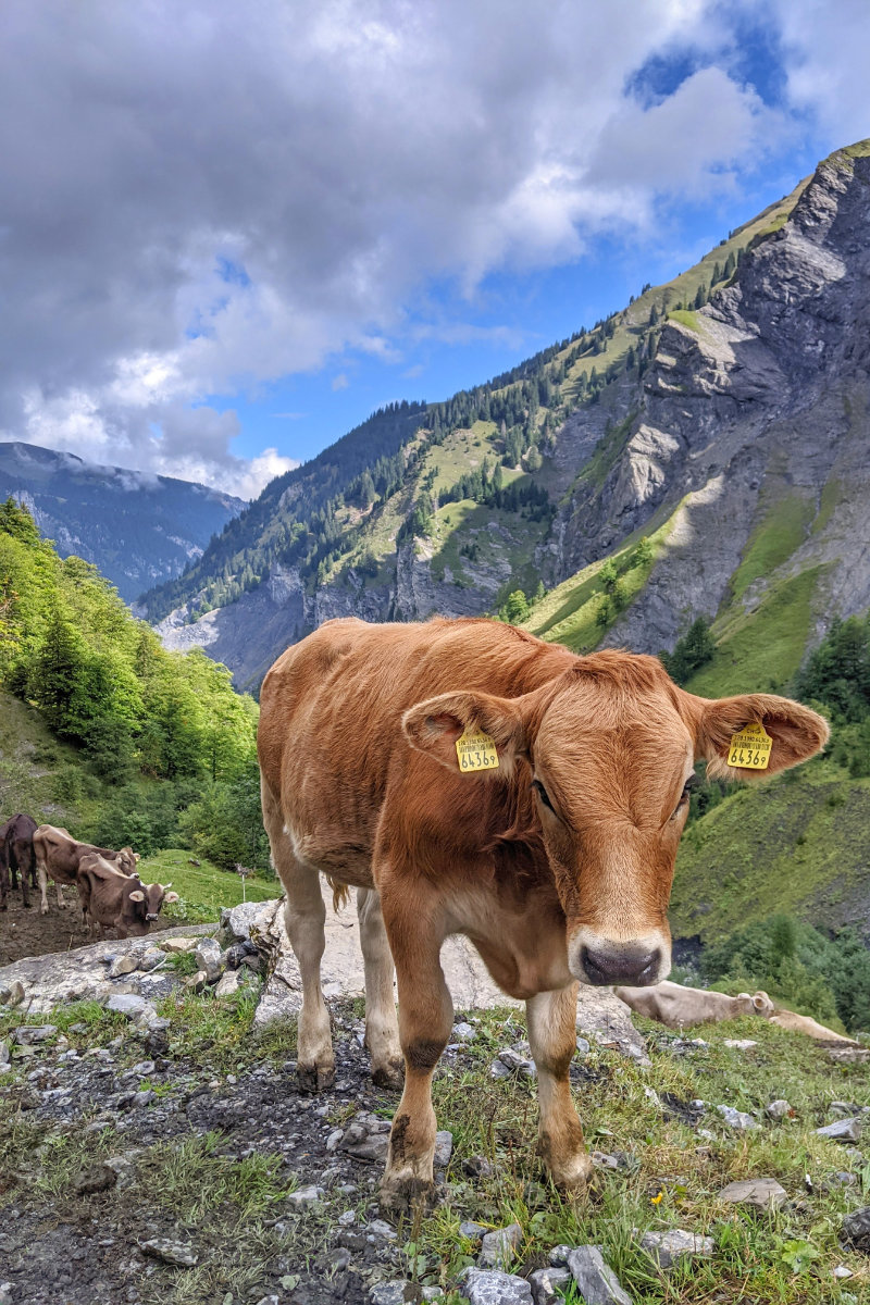 Cow season: what you need to know before you step onto the pasture