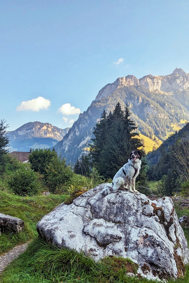 Dog laws in the canton of Bern: what you really need to know when hiking