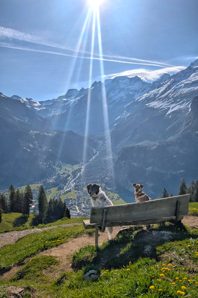 Allmenalp Kandersteg: The cozy mountain insider tip with dogs