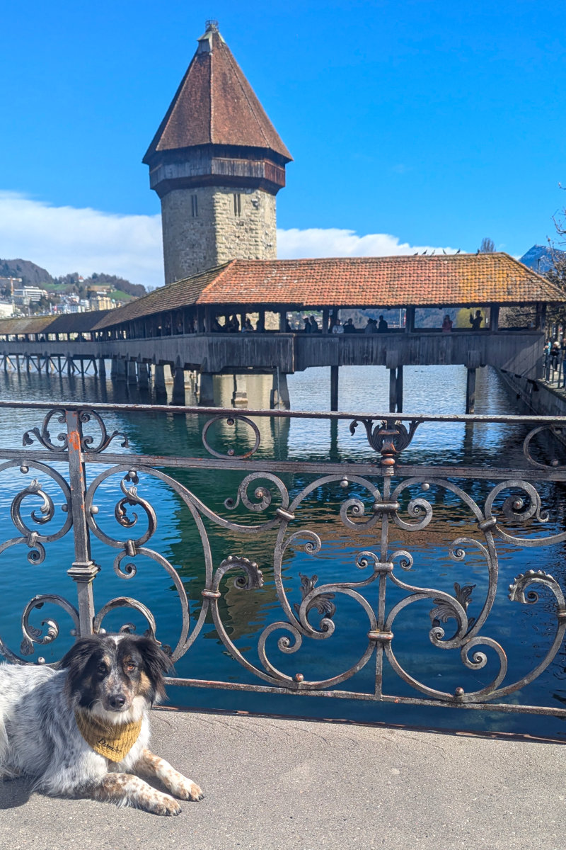 Dog laws in the Canton of Lucerne: What you really need to know when hiking