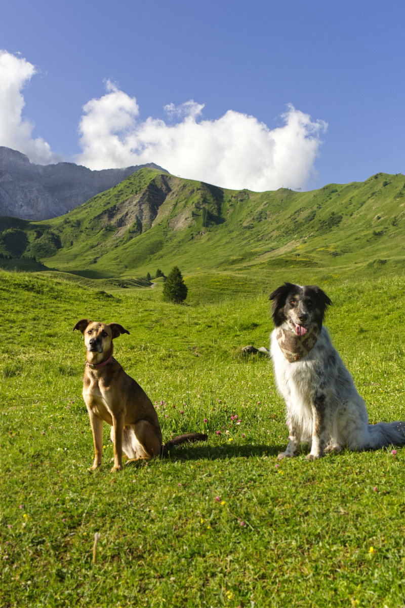 Elsigenalp: Relaxed mountain moments with your dog away from the crowds