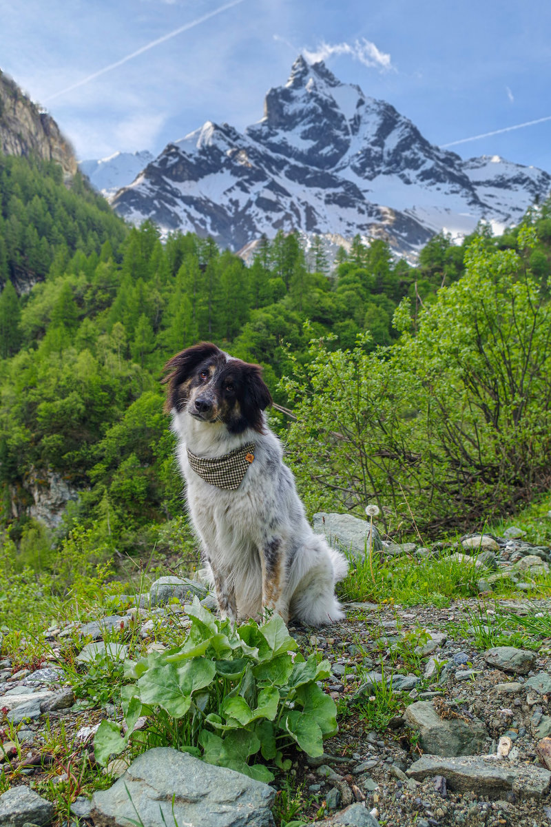 Hiking with a dog in Zinal: My absolute favorite hike