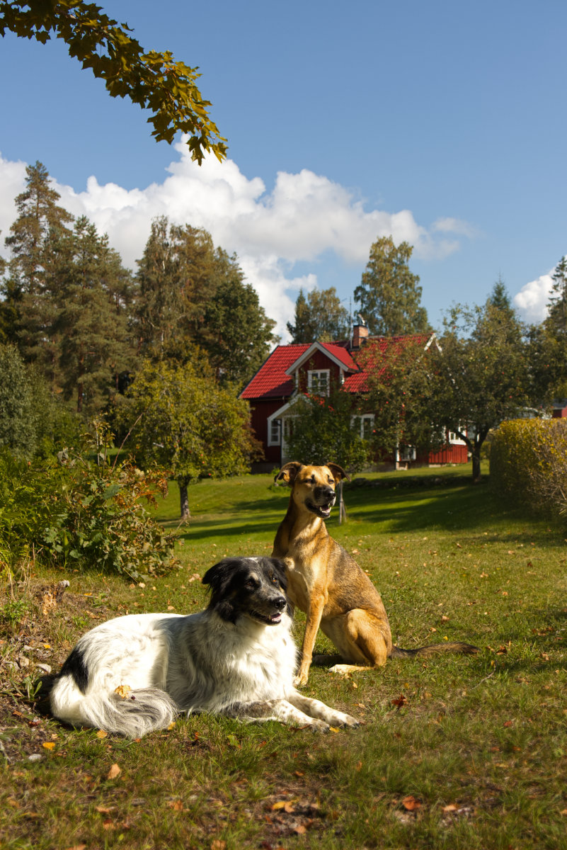 Schweden mit Hund: Hat sich das Abenteuer gelohnt?